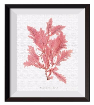 4 pcs Print Set Sea Plants Coastal Red Seaweed Decoration Seaweed Sea  Inspired Wall Decor M002