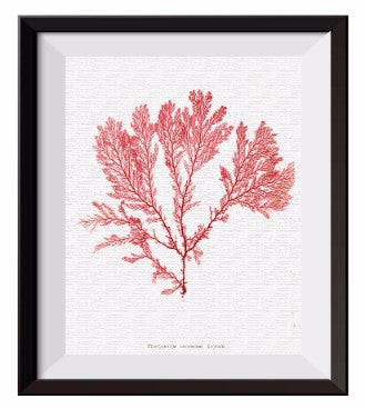 4 pcs Print Set Sea Plants Coastal Red Seaweed Decoration Seaweed Sea Inspired Wall Decor M002 - Aprilskys Workshop